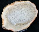 Petrified Tree Fern Slab (Tietea) - #16855-2